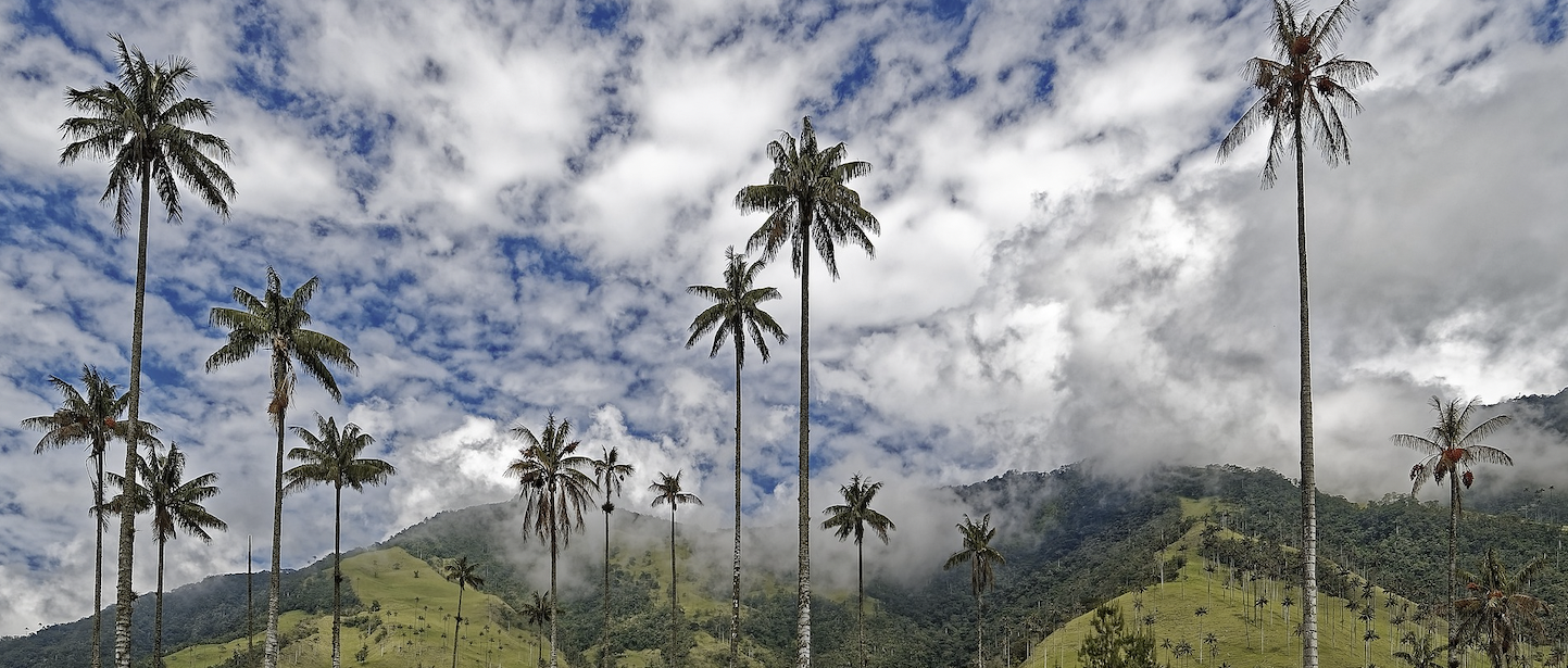 Palm Trees and cloudy skies and lush mountains