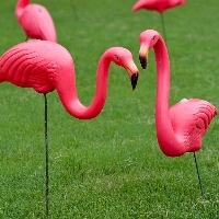 Flamingos profile picture